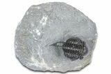 Curled Proetid (Gerastos) Trilobite Fossil - Morocco #363962-2